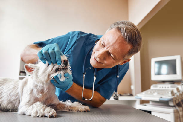 Best Weekend Emergency Dentist in Baltimore Highlands, MD